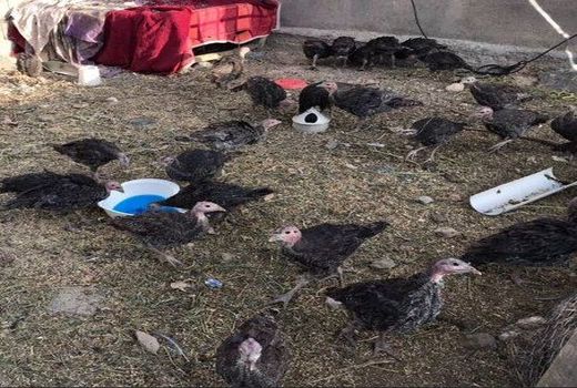 کرونا اجرای مایه‌کوبی علیه نیوکاسل در خراسان شمالی را کند کرد