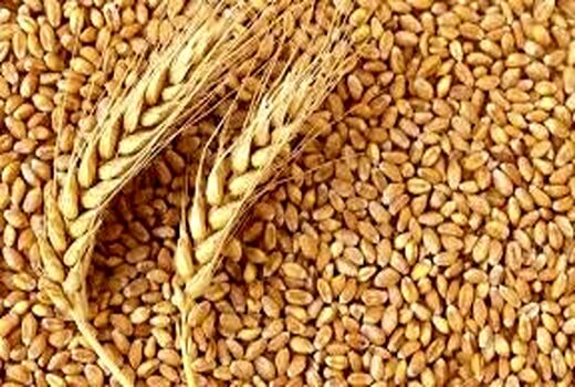 درخواست تعیین قیمت متقارن و منصفانه برای خرید تضمینی گندم 