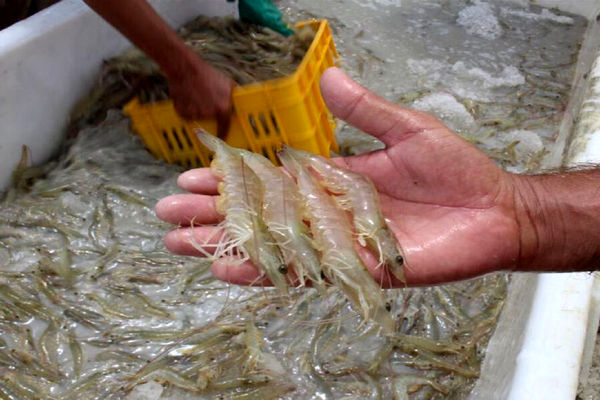 64 هزار هکتار اراضی برای پرورش میگو آماده واگذاری است