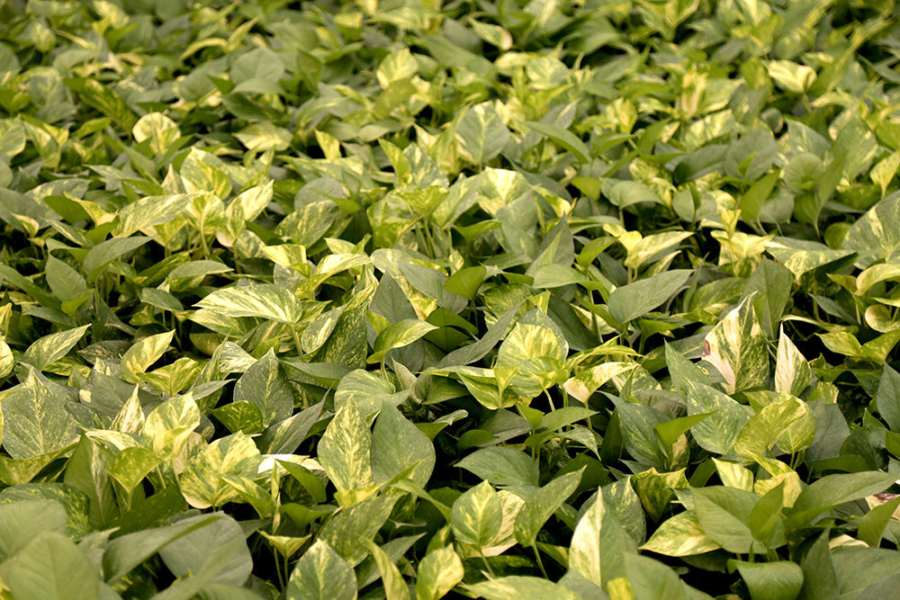 گلخانه صادراتی محلات استان مرکزی