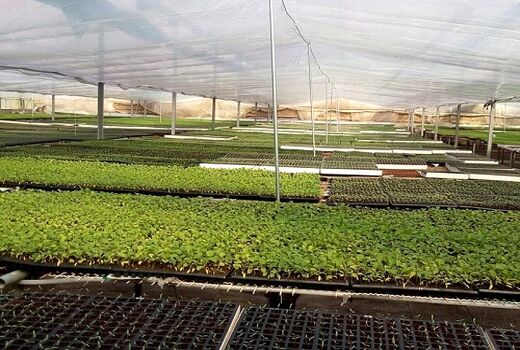 اجرای نهضت گلخانه ای، تحول بزرگ در کشت گلخانه‌ای استان