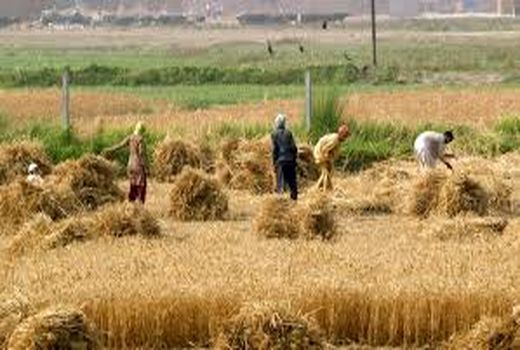 به جای هزینه‌های کشاورزی، درآمد کشاورزان بیمه شود 