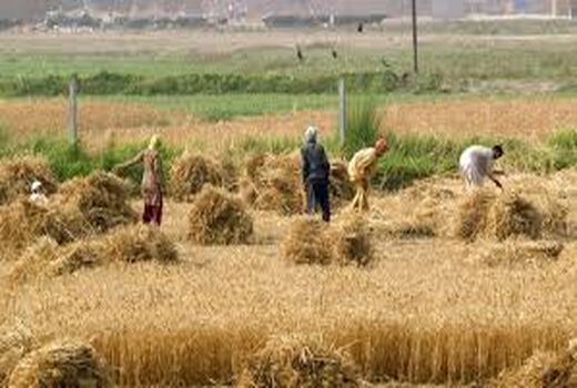 به جای هزینه‌های کشاورزی، درآمد کشاورزان بیمه شود 