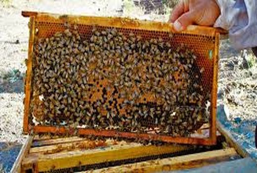 لزوم توجه به فرآورده‌های جانبی صنعت زنبورداری در کشور