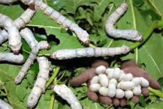 آغاز برگزاری کلاسهای آموزشی پرورش کرم ابریشم در شهرستانهای خراسان شمالی 