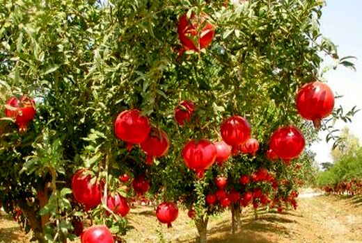 آغاز برداشت انار از انارستان‌های اردستان