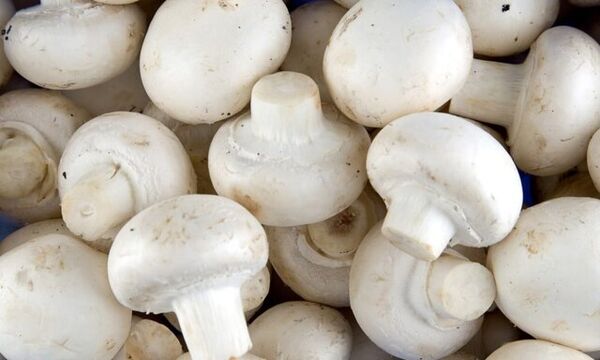 برگزاری دوره آموزشی پرورش قارچ خوراکی در شهرستان چاراویماق