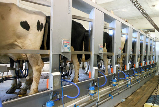 تولید شیر؛ نیازمند توجه همه جانبه