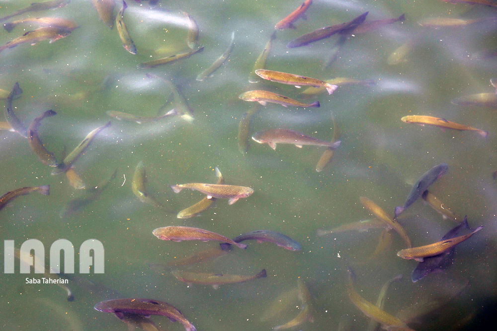 پرورش ماهی سردابی