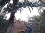 آغاز مبارزه با آفاتِ خرما در خور
