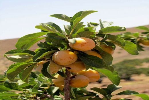 پیش بینی تولید 200 تن آلوبخارا در نی ریز