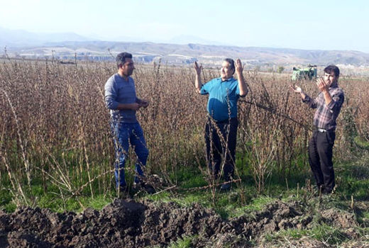 کشت کنجد ناشکوفا برای نخستین بار در استان آذربایجان شرقی