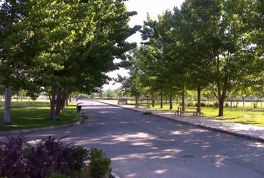 احیای درختان چنار با تزریق کود مایع