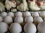 کاهش التهاب قیمت‌های مرغ و تخم مرغ با ایجاد شبکه تامین و توزیع