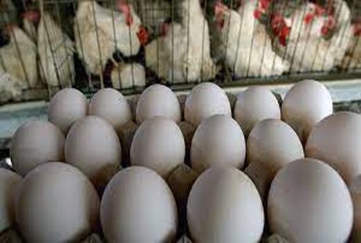 کاهش التهاب قیمت‌های مرغ و تخم مرغ با ایجاد شبکه تامین و توزیع