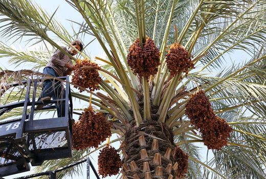 تشکیل نمونه‌های الگویی زنجیره ارزش خرما در۵ استان خرماخیز