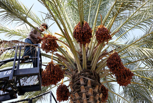 130 هزار تن خرما در سیستان و بلوچستان تولید شد