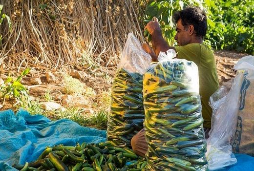 سرمازدگی خیار باعث افزایش قیمت آن شد