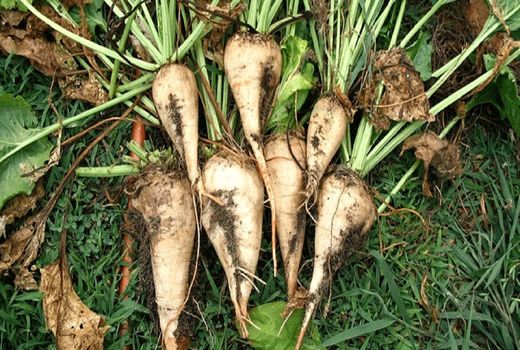 بیش از ۱۴۰ هزار تن چغندر قند در شهرستان اسلام آباد غرب برداشت شده است