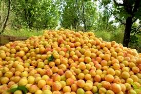 کاهش میزان برداشت زردآلو در خراسان شمالی بر اثر سرمای بهاره