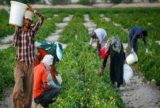 کشاورز نباید از چرخه اقتصادی خارج شود