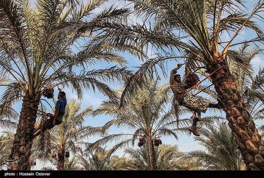 تشدید خسارت آفات چوبخوار خرما در استان بوشهر