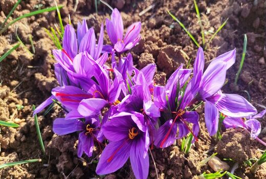عیار بالای طلای سرخ در بام ایران