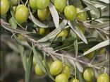 آغاز برداشت زیتون از ۱۹۰ هکتار باغات شهرستان مرودشت