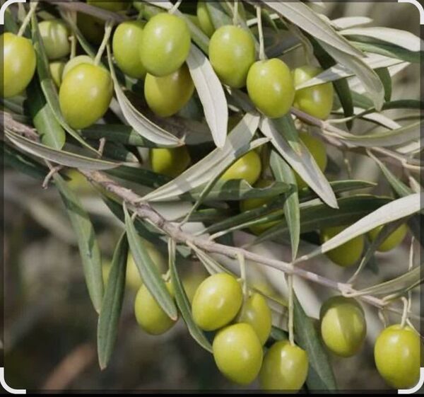 آغاز برداشت زیتون از ۱۹۰ هکتار باغات شهرستان مرودشت