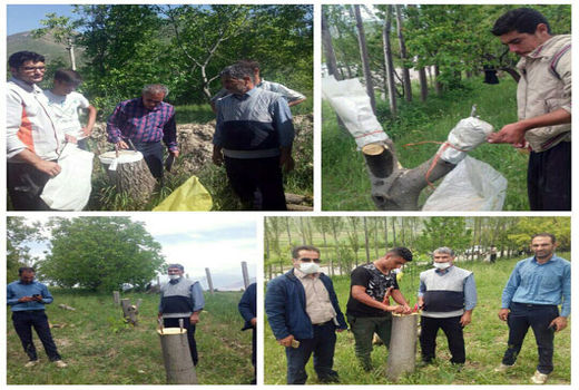 اجرای عملیات سرشاخه کاری و تعویض تاج درختان گردو در شهرستان ورزقان