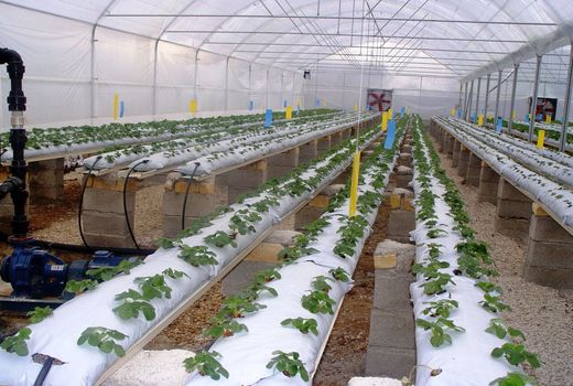 رشد ۵ برابری صدور محصولات کشاورزی به خارج، نمادی از رهیافت‌های تولید محور اصفهان