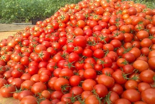 برداشت 380 هزار تن محصول گوجه فرنگی از مزارع استان بوشهر