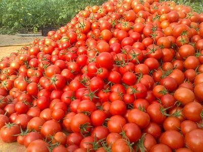 آغاز برداشت گوجه فرنگی در پارس آباد