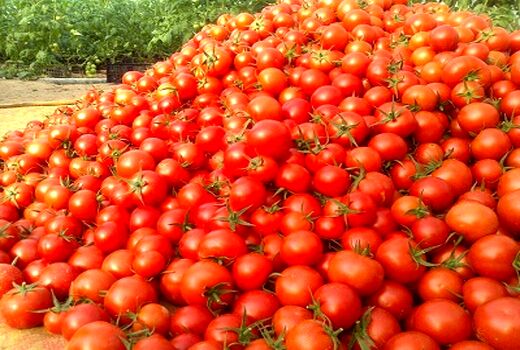 100 درصد مطالبات گوجه‌کاران پرداخت شد