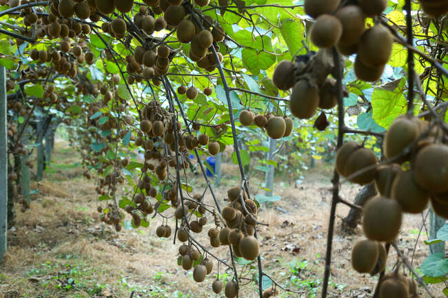  میوه ای شگفت انگیز به نام کیوی 