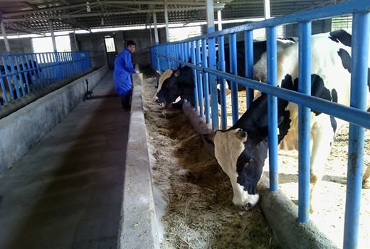 شهرستان دشتی دومین قطب تولید گوشت قرمز در استان بوشهر