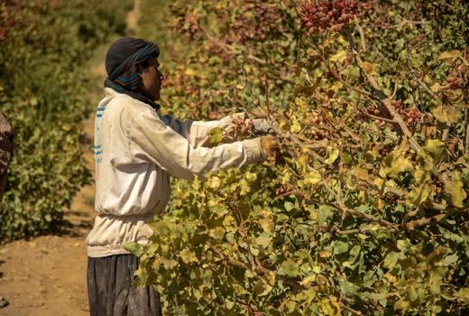 تولید هزار و 520 تن محصولات زراعی و باغی توسط کشاورزان یزدی 