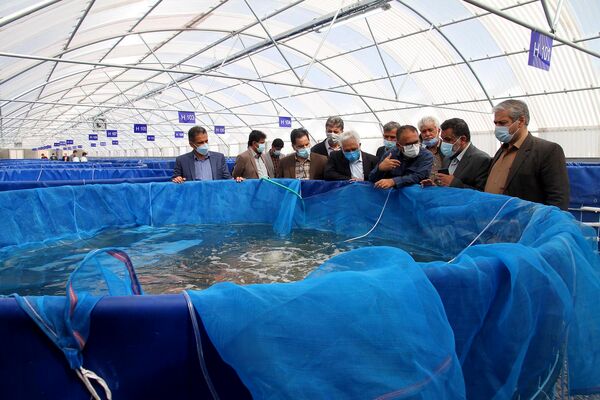 استان یزد پیشرو در پرورش ماهی تیلاپیا