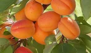 پیش بینی برداشت ۱۵ هزارتن محصول تابستانه در چهارمحال و بختیاری 