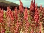 روز مزرعه شهرستان کرمان در مزرعه کینوا روستای ده ملک بخش راین برگزار شد