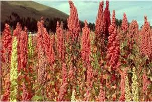 روز مزرعه شهرستان کرمان در مزرعه کینوا روستای ده ملک بخش راین برگزار شد