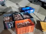 محموله میگو ممنوعه در بوشهر کشف شد