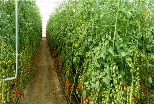 انتقال کشت صیفی جات از فضای باز به گلخانه‌ها در استان تهران