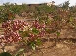 مبارزه با آفت پروانه چوبخوار پسته در مزارع کاشان