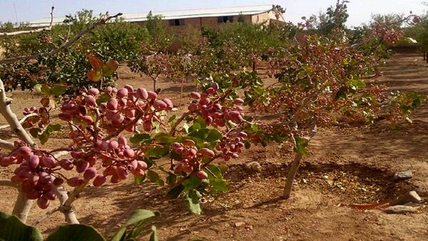 مبارزه با آفت پروانه چوبخوار پسته در مزارع کاشان