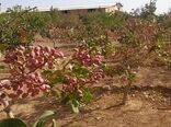 مبارزه با آفت پروانه چوبخوار پسته در مزارع کاشان