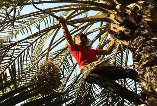 حق مغفول مانده کارگران نخلستان‌ها از بیمه تامین اجتماعی