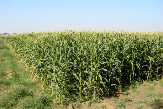 تولید سالانه یک میلیون و400 هزارتن علوفه درسیستان وبلوچستان