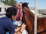 مشمشه؛ زنگ خطری که به صدا درآمد