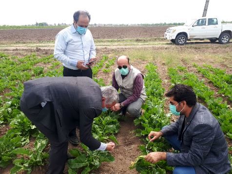 مراقبت جدی از مزارع گندم و جو در مرحله رشد فیزیولوژیکی و اقدام هوشمندانه برای تغذیه گیاهی